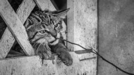 Desktop wallpaper. Cats. ID:98863