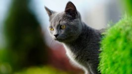 Desktop wallpaper. Cats. ID:98867