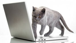 Desktop wallpaper. Cats. ID:98889