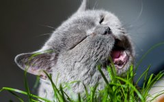Desktop wallpaper. Cats. ID:98891
