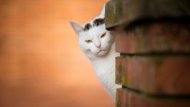 Desktop wallpaper. Cats. ID:98904