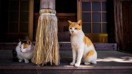 Desktop wallpaper. Cats. ID:98917