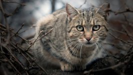 Desktop wallpaper. Cats. ID:98965