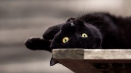 Desktop wallpaper. Cats. ID:99009