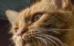 Desktop wallpaper. Cats. ID:99075