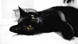 Desktop wallpaper. Cats. ID:99089