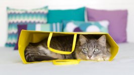 Desktop wallpaper. Cats. ID:99122