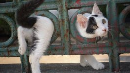 Desktop wallpaper. Cats. ID:99123