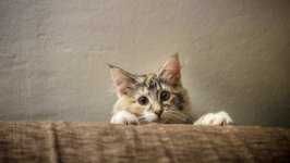 Desktop wallpaper. Cats. ID:99130