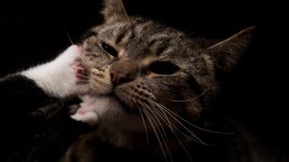 Desktop wallpaper. Cats. ID:99138