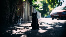 Desktop wallpaper. Cats. ID:99148