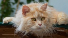 Desktop wallpaper. Cats. ID:99151