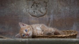 Desktop wallpaper. Cats. ID:136892
