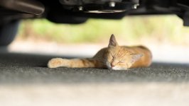 Desktop wallpaper. Cats. ID:99153