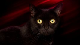 Desktop wallpaper. Cats. ID:99203