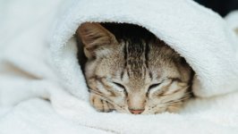 Desktop wallpaper. Cats. ID:99225