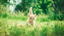 Desktop wallpaper. Cats. ID:136653