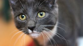 Desktop wallpaper. Cats. ID:99254