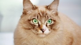 Desktop wallpaper. Cats. ID:99265
