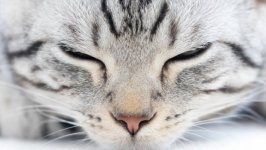 Desktop wallpaper. Cats. ID:99271