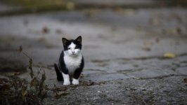 Desktop wallpaper. Cats. ID:99285