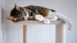 Desktop wallpaper. Cats. ID:136674