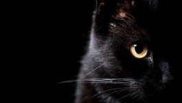 Desktop wallpaper. Cats. ID:99324