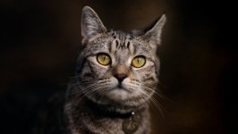 Desktop wallpaper. Cats. ID:100102