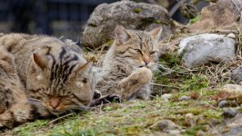 Desktop wallpaper. Cats. ID:99337