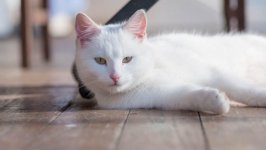 Desktop wallpaper. Cats. ID:99348