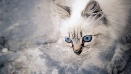 Desktop wallpaper. Cats. ID:99364