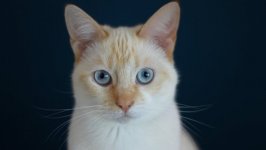 Desktop wallpaper. Cats. ID:99368