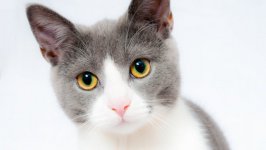 Desktop wallpaper. Cats. ID:99378