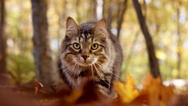 Desktop wallpaper. Cats. ID:99384