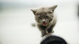 Desktop wallpaper. Cats. ID:99427