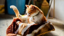 Desktop wallpaper. Cats. ID:99445