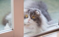 Desktop wallpaper. Cats. ID:99446