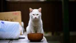 Desktop wallpaper. Cats. ID:99453