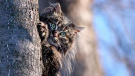 Desktop wallpaper. Cats. ID:99458