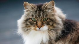 Desktop wallpaper. Cats. ID:99471