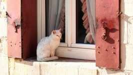 Desktop image. Cats. ID:99481