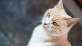 Desktop image. Cats. ID:99503