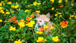 Desktop image. Cats. ID:99537