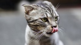 Desktop image. Cats. ID:99578
