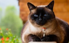 Desktop image. Cats. ID:99588