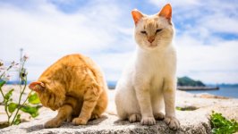 Desktop image. Cats. ID:99589