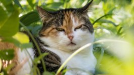 Desktop image. Cats. ID:99648