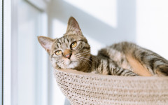 Desktop image. Cats. ID:99654