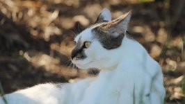 Desktop image. Cats. ID:99664