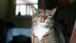 Desktop image. Cats. ID:99669